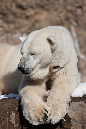 Polar Bear-9323.jpg