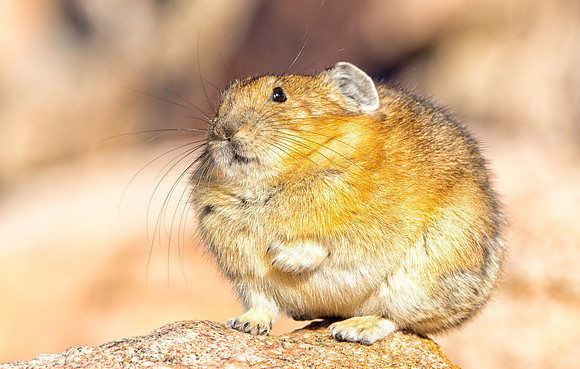 Pika-7515-