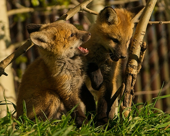 Fox Kit-7243_Export