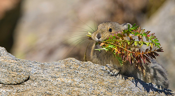 Pika with Hay-4444-3