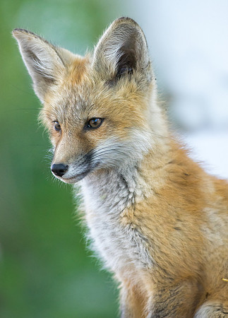 Fox Kit-01184