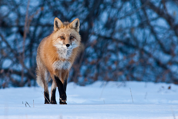 Red Fox-00135