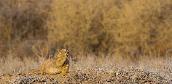 Prairie Dog Waving-1825-1823
