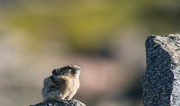 Pika-03606