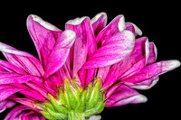 Floral Macro-