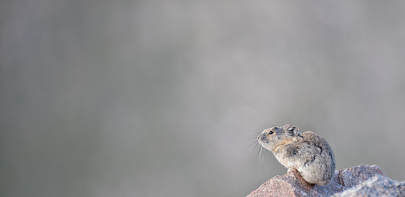 Pika-00006
