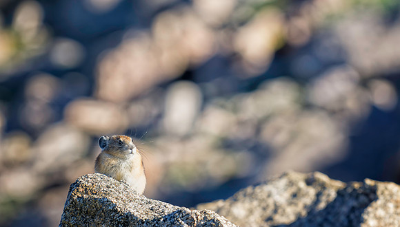 Pika-8514-1