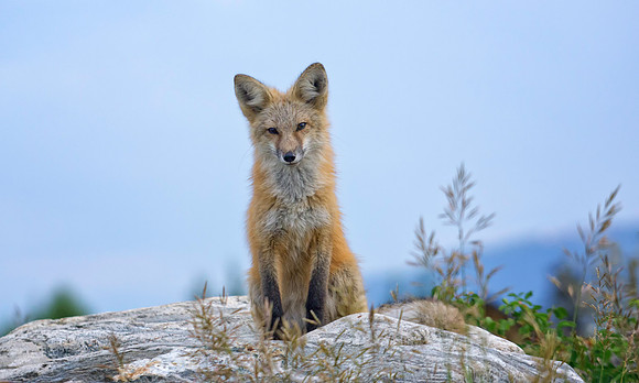 Red Fox-6545-1