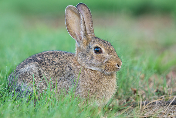Bunny-4439