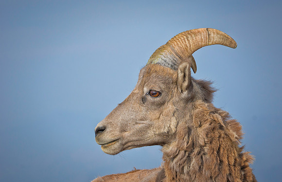 Bighorn-3395-1