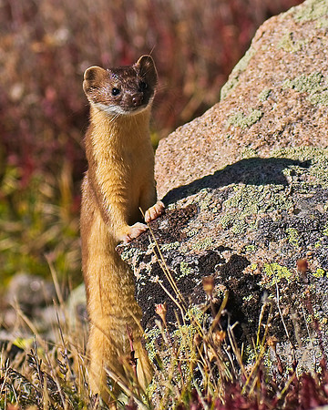 Weasel-06351