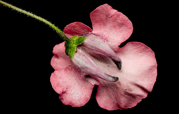 Floral Macro-06171