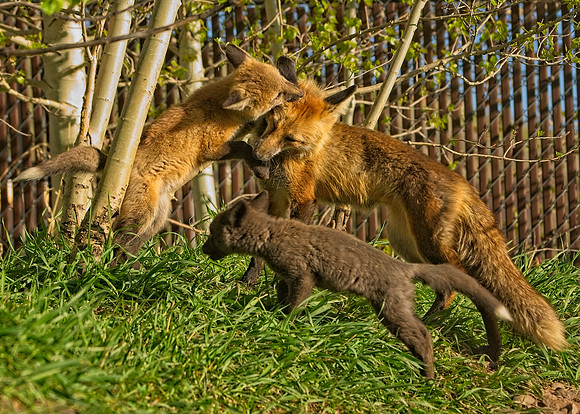 Fox Kit-7532_Export