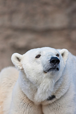 Polar Bear-9291.jpg