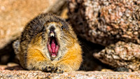 Pika Yawn-4620-2