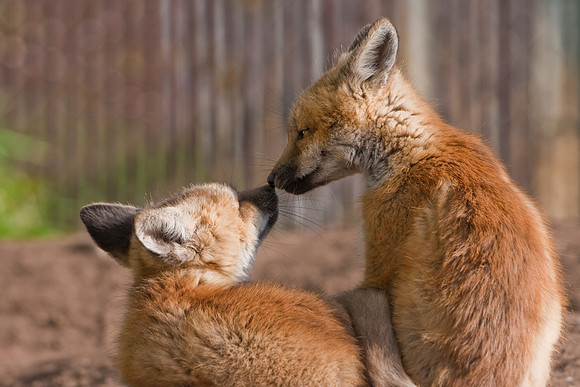 Fox Kit-8314