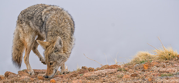 Coyote-09082