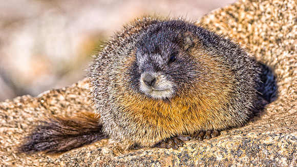 Baby Marmot-9438-