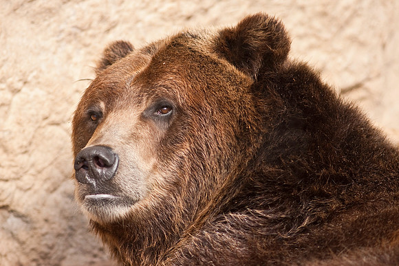 Grizzly Bear-9404.jpg