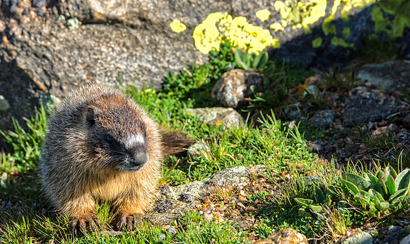 Marmot Baby-0182-2-1