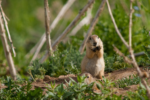 Prarie Dog-9781