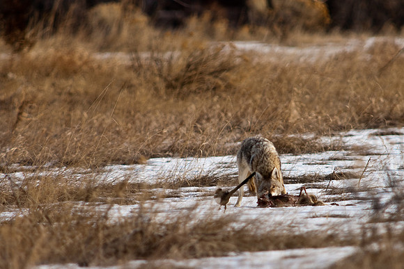 Coyote-9495.jpg