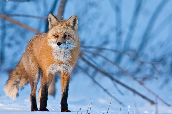 Red Fox-00149