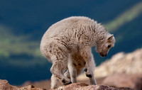 Mountain Goat Kids