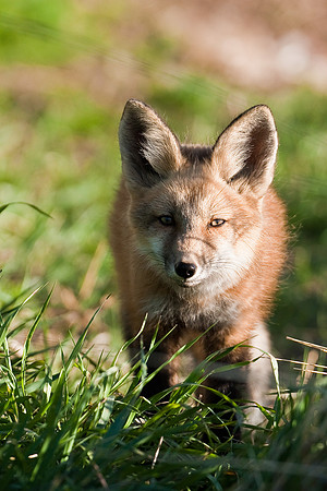 Fox Kit-5009