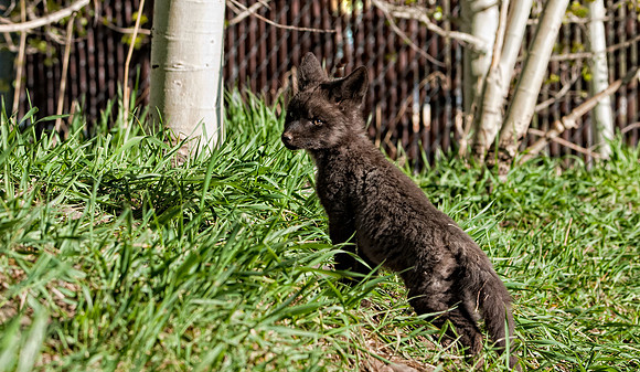 Black Fox Kit-02-7512