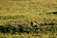 Burrowing Owl Chicks-2926