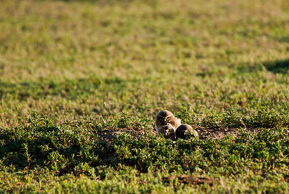 Burrowing Owl Chicks-2926