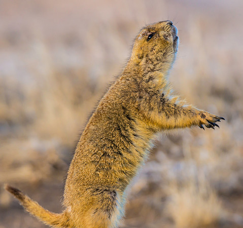 Prairie Dog Dancing-2405