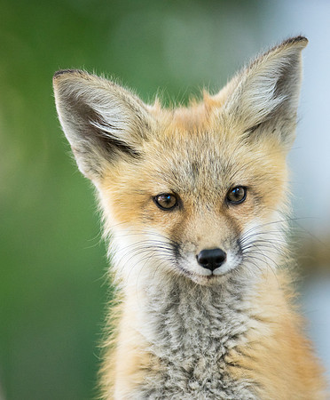 Fox Kit-01666