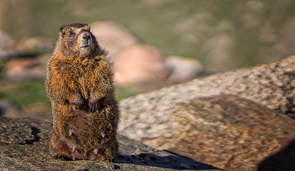 Marmot Momma-Standing-1019-1