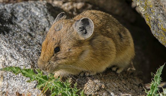 Pika-4005-2