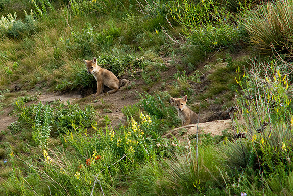 Coyote Pups-8829