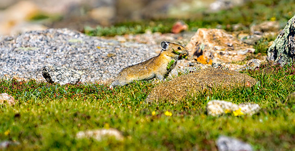 Pika Gathering-2