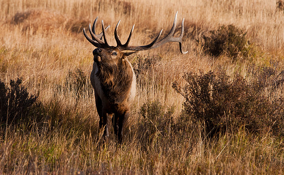 Bull-3978