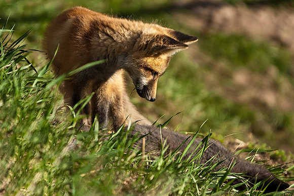 Fox Kit-4846