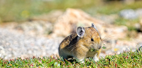 Pika Gathering-0906-1