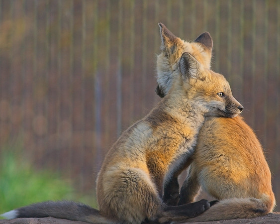 Fox Kits-6369_Export