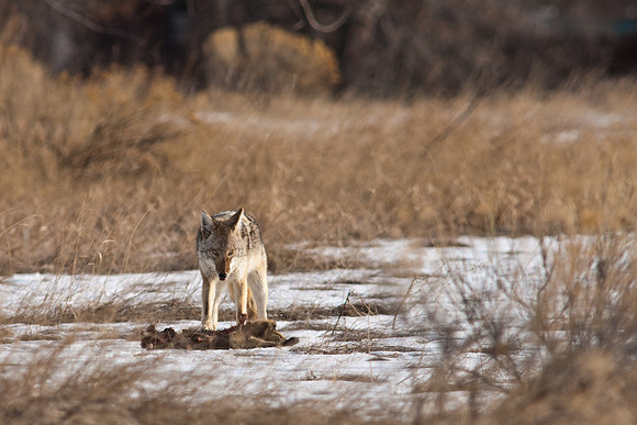 Coyote-9665.jpg