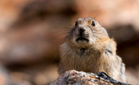Pikas