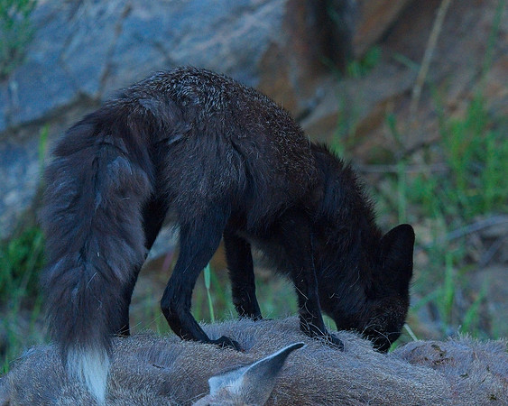 MT EVANS 7-2 (53)