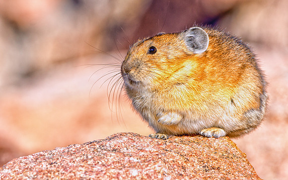 Pika-7503-