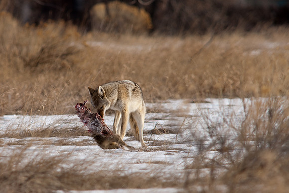 Coyote-9659.jpg