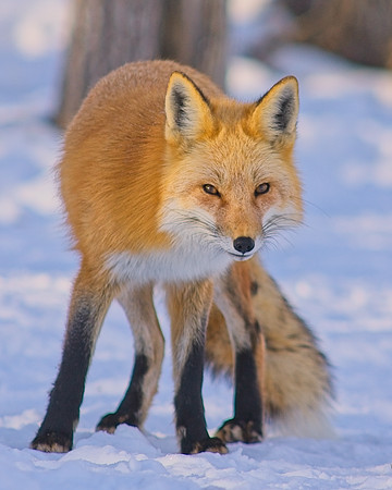 Red Fox-7846