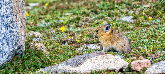 Pika-9686-1