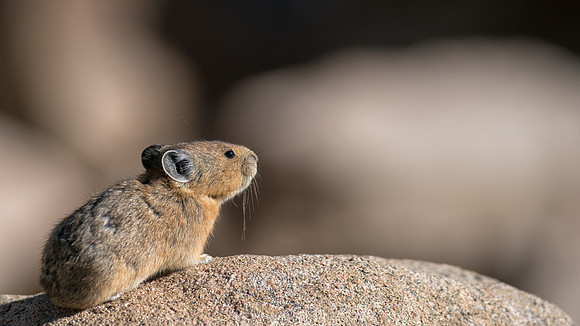 Pika-04548